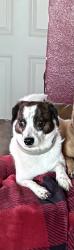 Lost Male Dog last seen Paseo Del Norte an Irving, Albuquerque, NM 87114