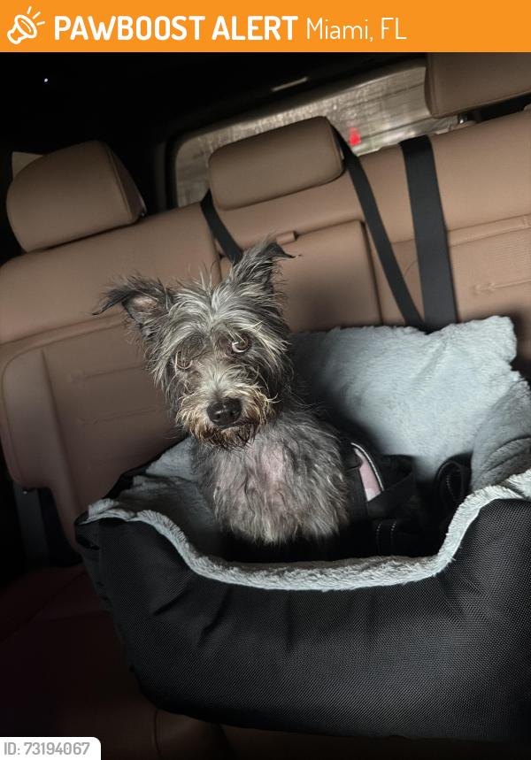 Found/Stray Female Dog last seen Las Brisas apmts, Miami, FL 33134