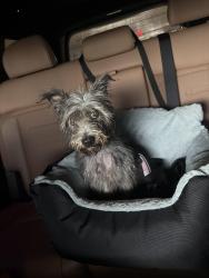 Found/Stray Female Dog last seen Las Brisas apmts, Miami, FL 33134