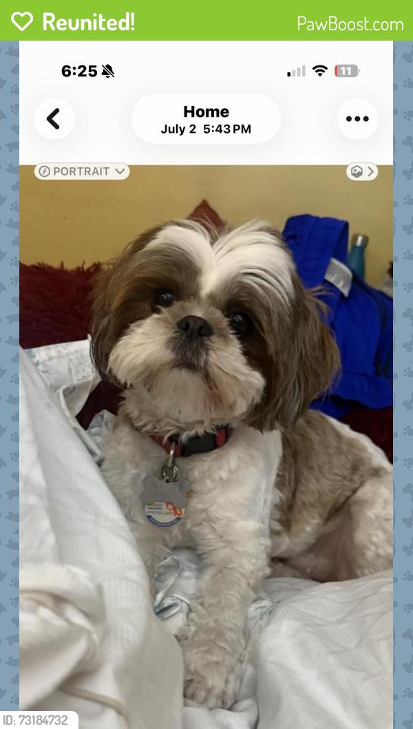 Reunited Female Dog last seen Miramar parkway, Miramar, FL 33025