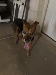 Found/Stray Female Dog last seen Idaho and 16th Ave, Apache Junction, AZ 85119