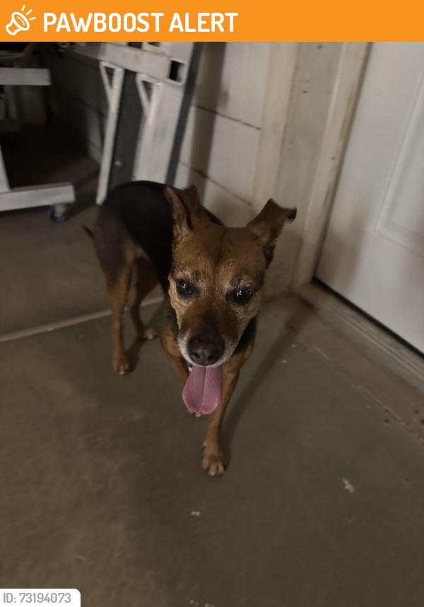 Found/Stray Female Dog last seen Idaho and 16th Ave, Apache Junction, AZ 85119