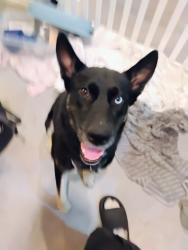 Found/Stray Male Dog last seen Crenshaw near the 711 and manchester, Los Angeles, CA 90016