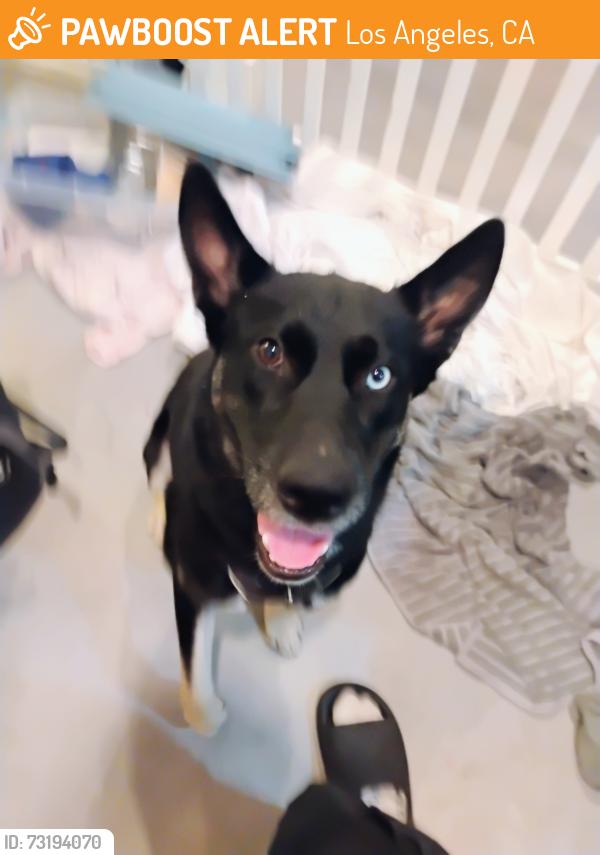 Found/Stray Male Dog last seen Crenshaw near the 711 and manchester, Los Angeles, CA 90016