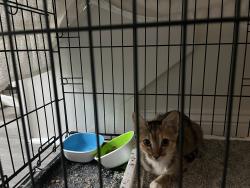 Found/Stray Unknown Cat last seen Myrtle Beach State Park Pier, Horry County, SC 29575