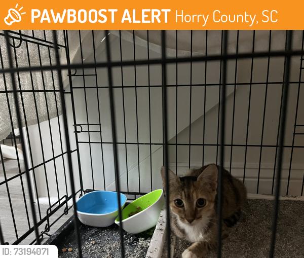 Found/Stray Unknown Cat last seen Myrtle Beach State Park Pier, Horry County, SC 29575