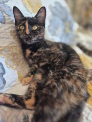 Lost Female Cat last seen Rylee Cir. Holts Summit MO, Holts Summit, MO 65043