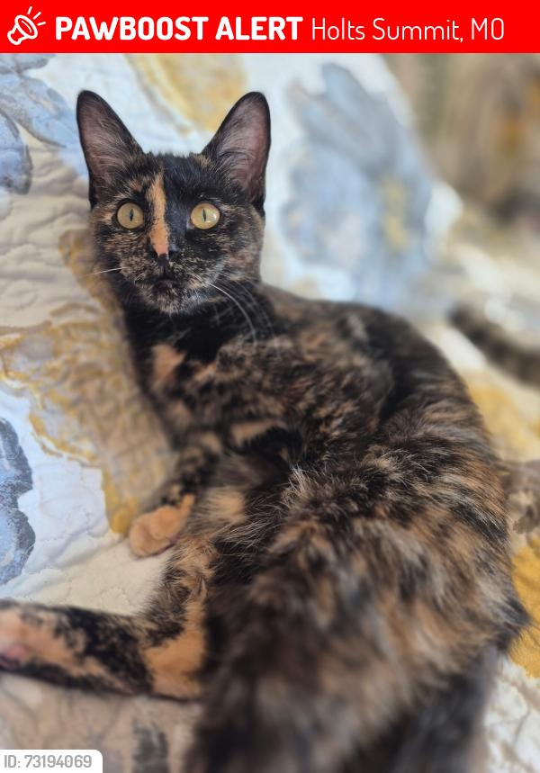 Lost Female Cat last seen Rylee Cir. Holts Summit MO, Holts Summit, MO 65043