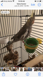 Lost Female Bird last seen Eastgate and Candia rd, Manchester, NH 03109