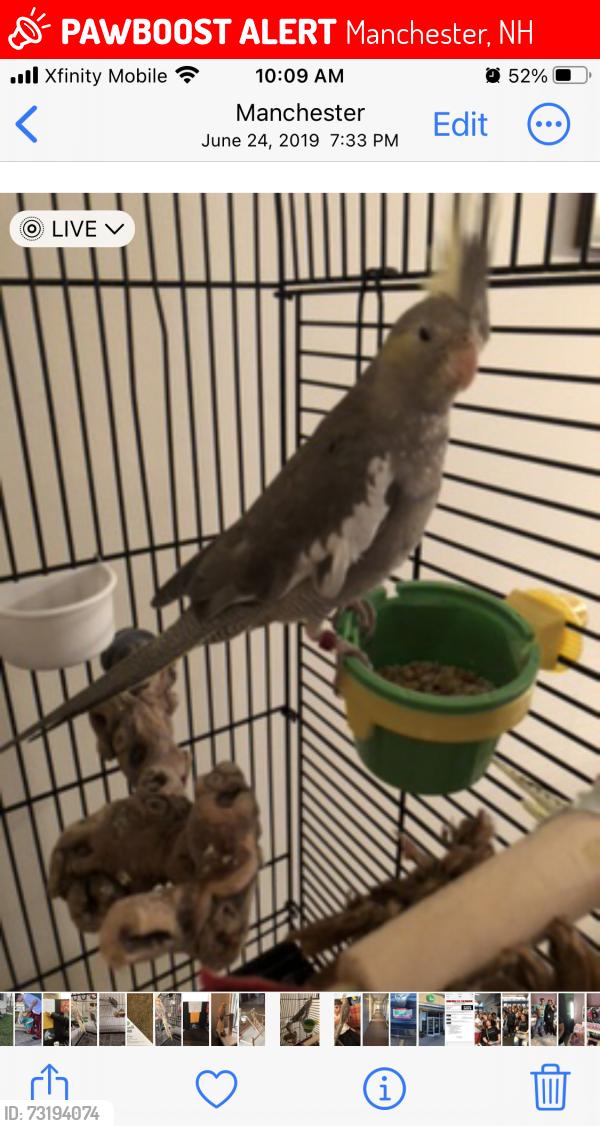 Lost Female Bird last seen Eastgate and Candia rd, Manchester, NH 03109
