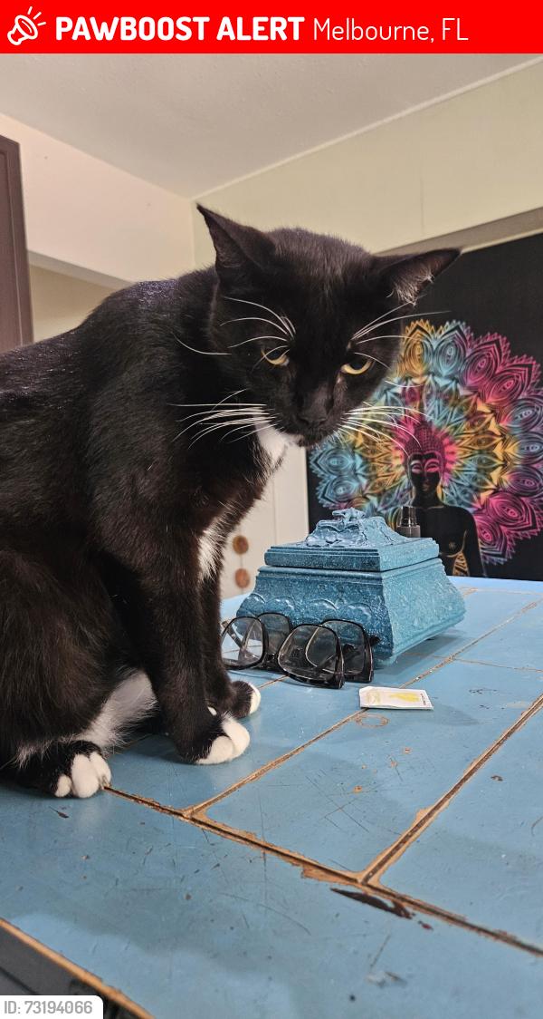 Lost Male Cat last seen King Richard Rd, Coventry rd, Hereford rd, Melbourne, FL 32935