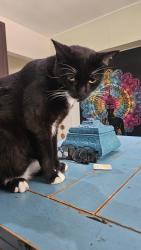 Lost Male Cat last seen King Richard Rd, Coventry rd, Hereford rd, Melbourne, FL 32935