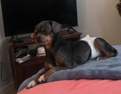Lost Male Dog last seen Valley Ridge Blvd, Nocatee, FL 32081