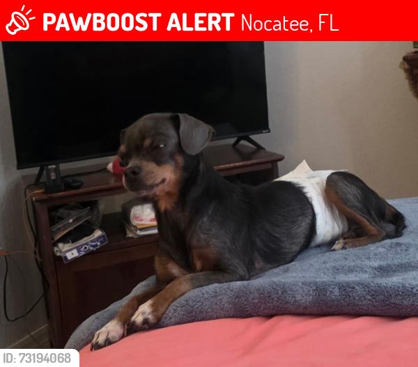 Lost Male Dog last seen Valley Ridge Blvd, Nocatee, FL 32081