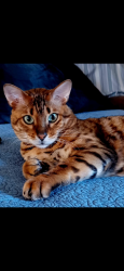 Reunited Male Cat last seen Yorba Linda blvd new river road, Yorba Linda, CA 92887