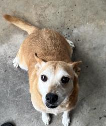 Reunited Unknown Dog last seen Acquadome, Decatur, AL 35601
