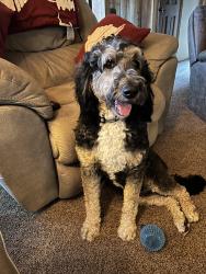 Lost Female Dog last seen Masonville, Loveland, CO 80538