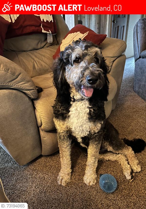 Lost Female Dog last seen Masonville, Loveland, CO 80538