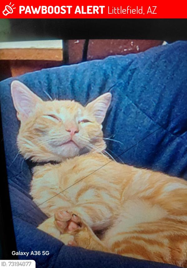 Lost Male Cat last seen Beaver dam store, Littlefield, AZ 86432