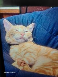 Lost Male Cat last seen Beaver dam store, Littlefield, AZ 86432
