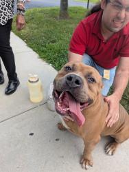 Reunited Male Dog last seen Crosby St Chester, Chester, PA 19013
