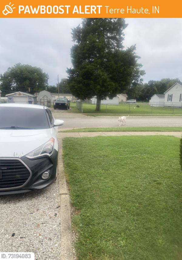 Found/Stray Male Dog last seen 31st beech, Terre Haute, IN 47804