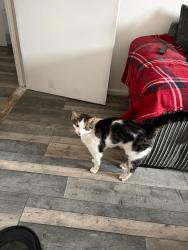 Reunited Male Cat last seen PE2 5RT Orton goldhay, Orton Goldhay, England PE2 5RT