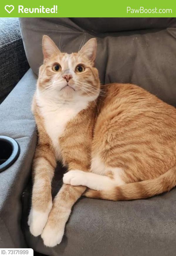 Reunited Male Cat last seen Duncan Farm Neighborhood, Euharlee, GA 30120
