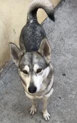 Lost Female Dog last seen Entre r1 y av granjas, Ecatepec de Morelos, Méx. 55114