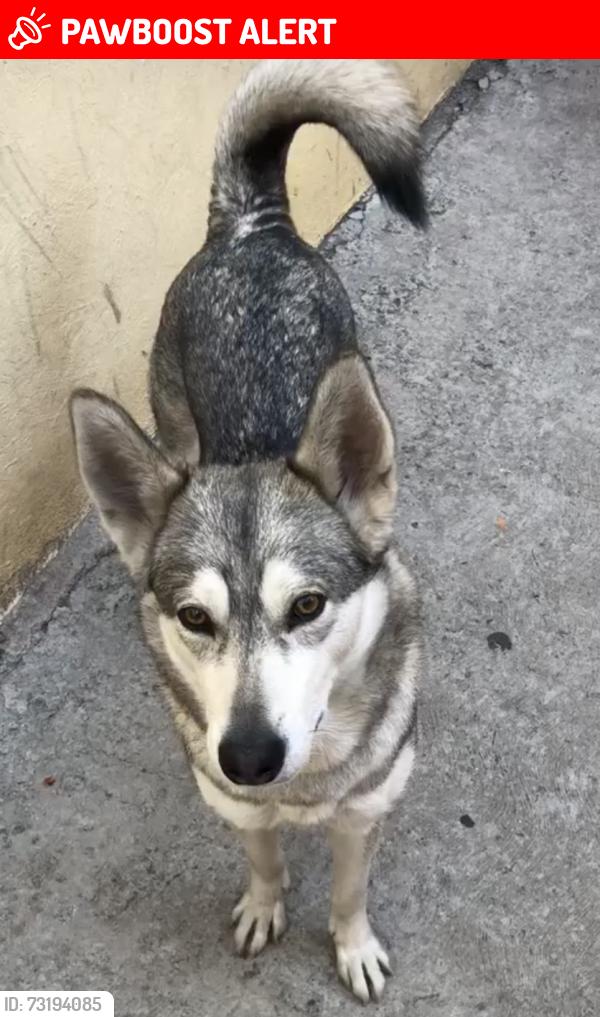 Lost Female Dog last seen Entre r1 y av granjas, Ecatepec de Morelos, Méx. 55114