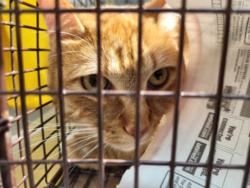 Shelter Stray Male Cat last seen , 957 N Gaffey St, San Pedro, CA 90731, USA