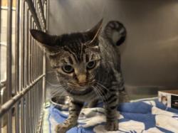 Shelter Stray Female Cat last seen , 957 N Gaffey St, San Pedro, CA 90731, USA