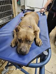 Shelter Stray Female Dog last seen PERRINE RAKCH RD, 19640 Dogpatch Ln, Land O' Lakes, FL 34638, USA