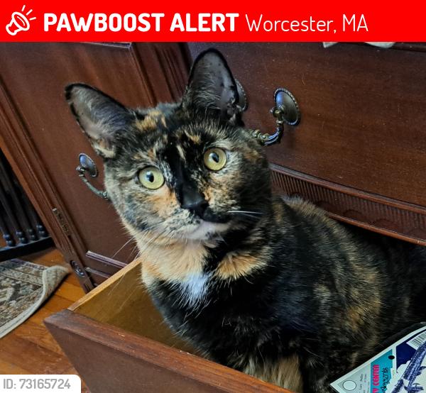 Lost Female Cat last seen Velander st, Eastern Ave, Rodney st. Catherine st, green hill park, Worcester, MA 01605