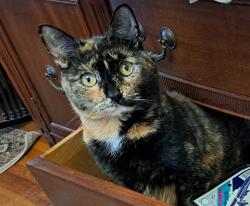 Lost Female Cat last seen Velander st, Eastern Ave, Rodney st. Catherine st, green hill park, Worcester, MA 01605