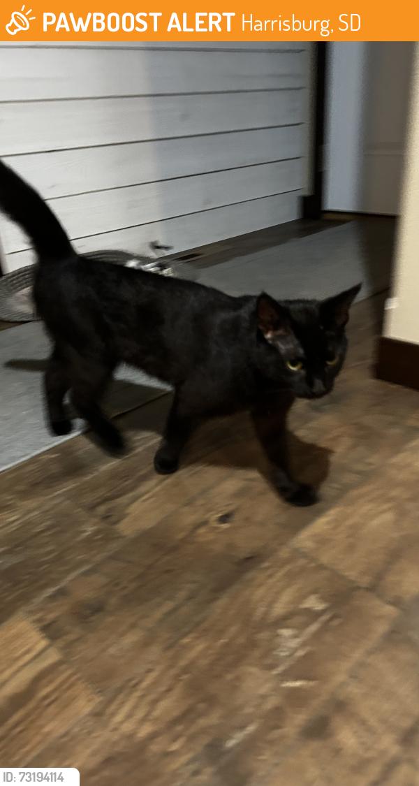 Found/Stray Male Cat last seen Columbia st and Columbia cr, Harrisburg, SD 57032