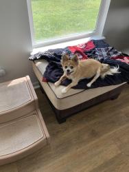 Lost Female Dog last seen College ave and 116th, Carmel, IN 46280