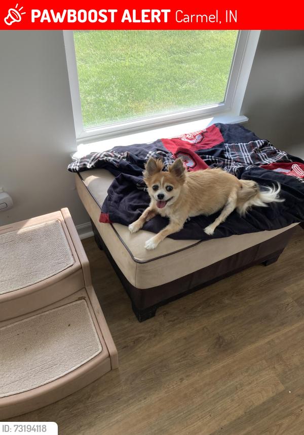 Lost Female Dog last seen College ave and 116th, Carmel, IN 46280