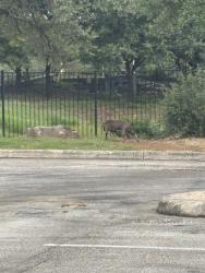 Found/Stray Unknown Dog last seen Stone oak parkway, San Antonio, TX 78258