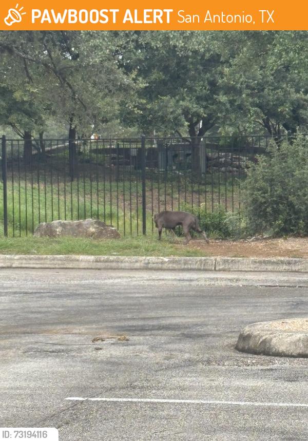 Found/Stray Unknown Dog last seen Stone oak parkway, San Antonio, TX 78258