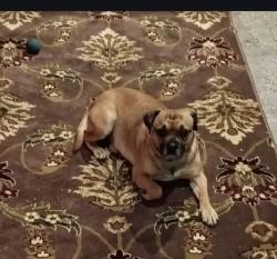 Reunited Male Dog last seen W Green Acres and S. Memorial Dr, Homosassa Springs, FL 34446