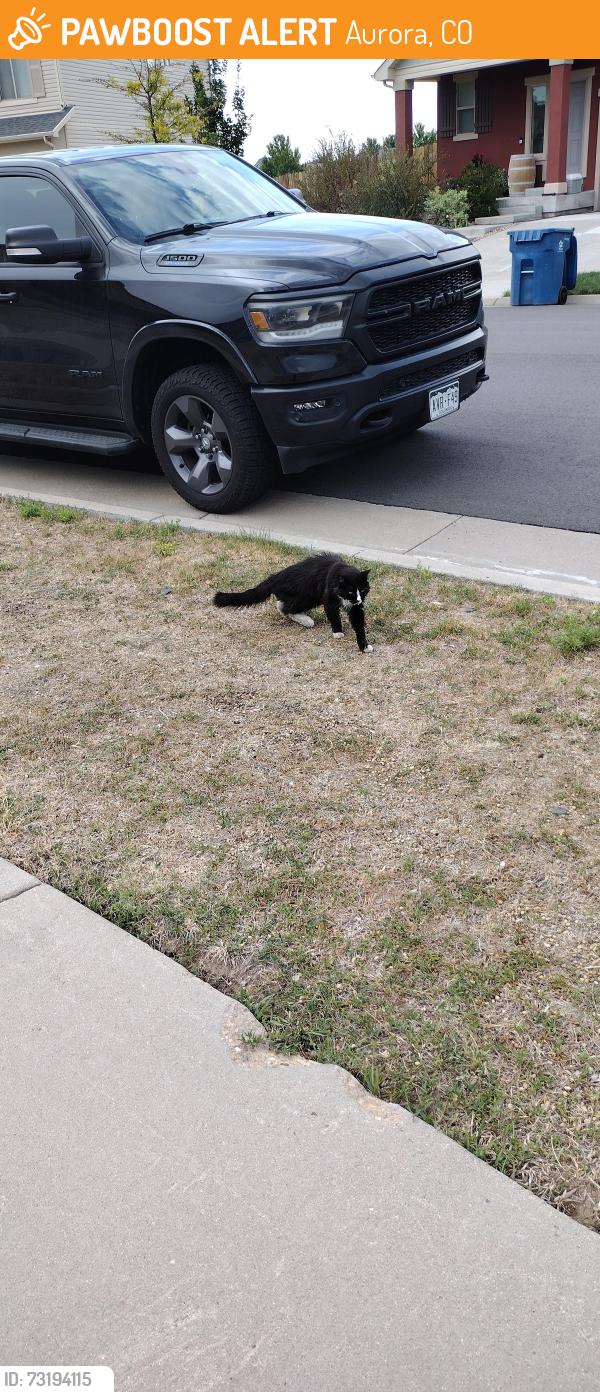 Found/Stray Unknown Cat last seen S Addison way, Aurora, CO 80016
