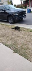 Found/Stray Unknown Cat last seen S Addison way, Aurora, CO 80016
