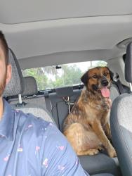 Reunited Male Dog last seen Lawrence Street/46, Sorrento, FL 32776