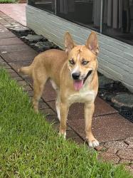 Reunited Male Dog last seen 57th St N and 24th Ter N, St. Petersburg, FL 33710