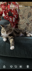 Lost Male Cat last seen Near pacific place Merritt island, Merritt Island, FL 32953