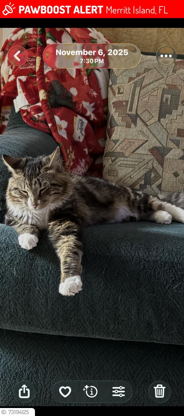 Lost Male Cat last seen Near pacific place Merritt island, Merritt Island, FL 32953