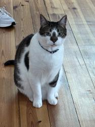 Reunited Male Cat last seen M street and N 24th Street, Richmond, VA 23223