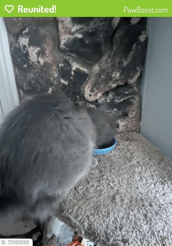 Reunited Male Cat last seen Garfield Ave, Carmichael, CA 95608