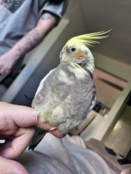 Lost Female Bird last seen Perto do HG Beach, Vila Moreira, Vila Augusta, Vila Moreira, SP 07021-020